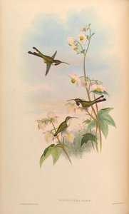 Thaumastura elizae = Doricha eliza de John Gould